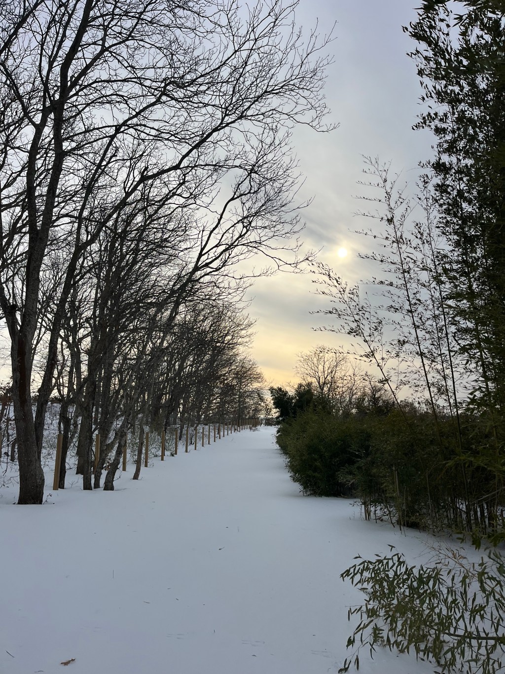 “And the time came when the risk to remain tight in a bud was more painful than the risk it took to blossom.” Aanis Nin